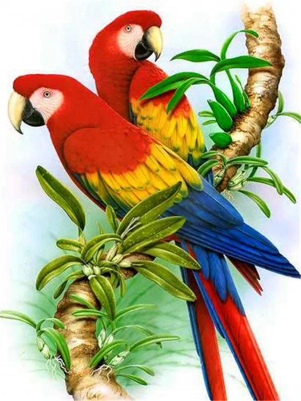Cuddling Macaw Pair