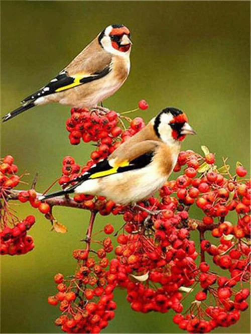 Goldfinches in Red Berries