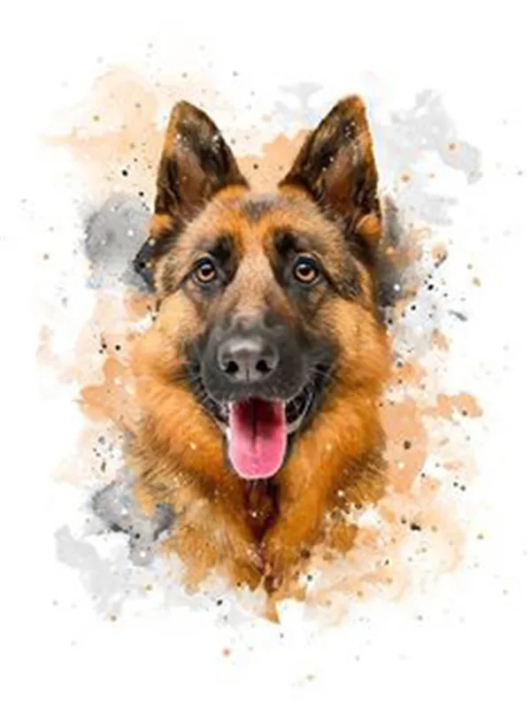 German Shepherd Portrait