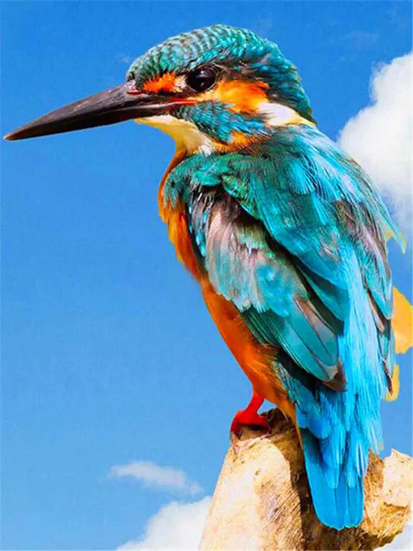 Kingfisher Against Blue Sky