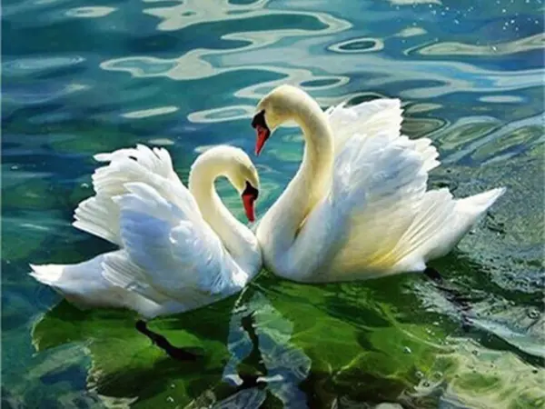 Turquoise Water Swans
