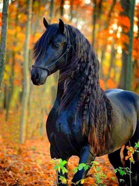 Braided Mane in Autumn