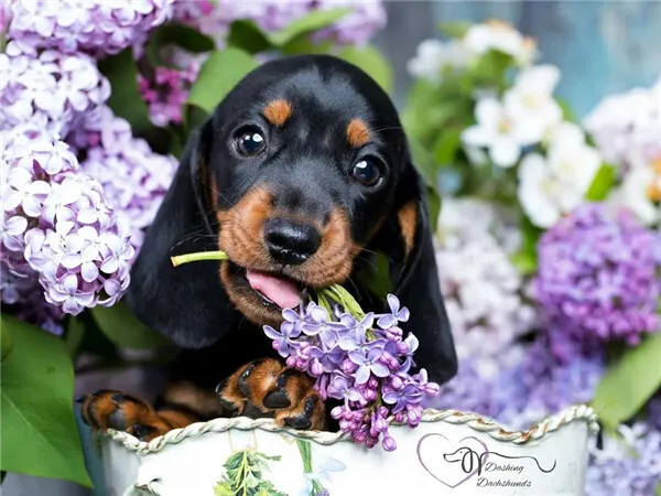 Puppy Chewing Lilacs