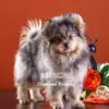 HUACAN Diamond Painting Kit – Puppy Portrait – photo 2