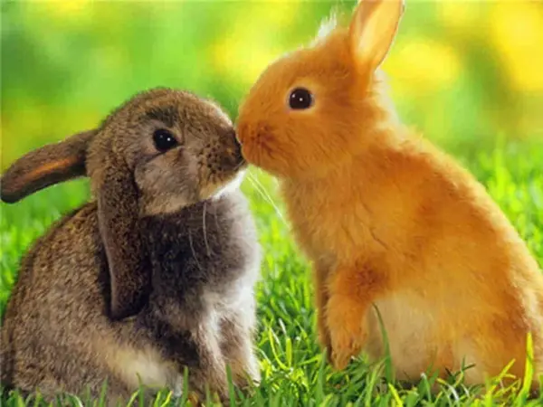 Bunnies Touching Noses