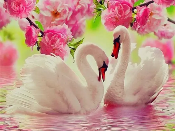 Cherry Blossom Romance
