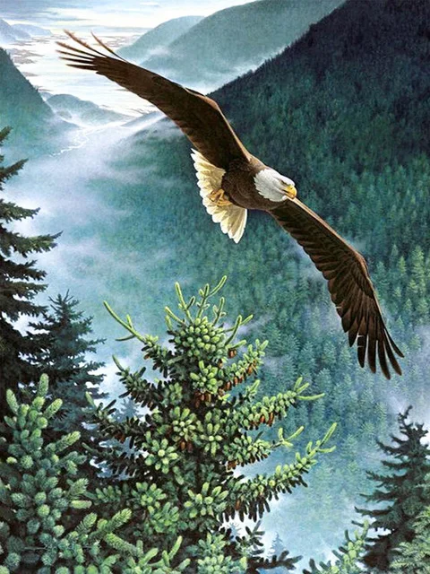 Misty Forest Valley Eagle