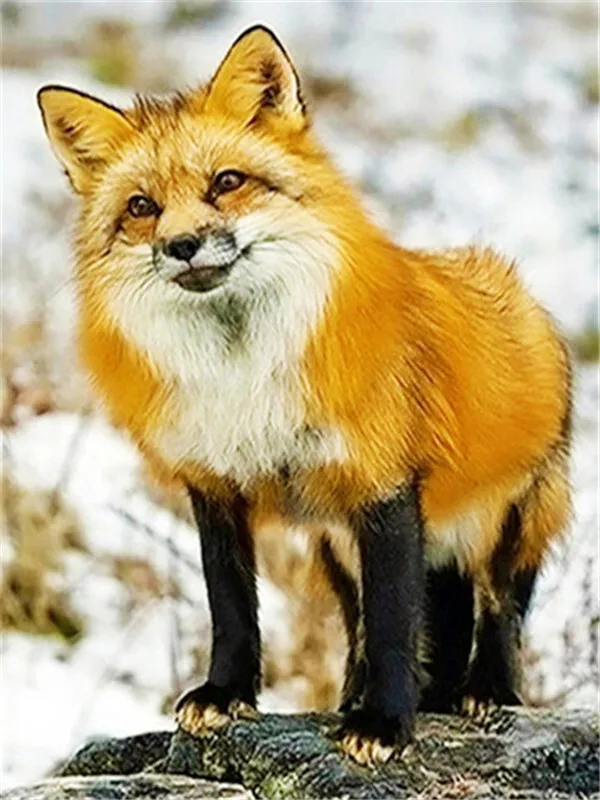 Fox Standing on a Snowy Rock