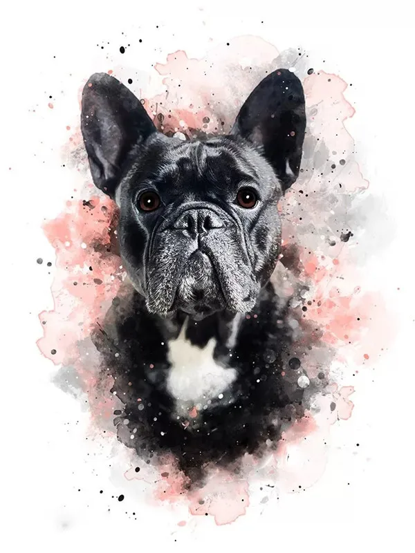 French Bulldog Portrait