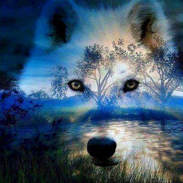 Forest Reflection Wolf