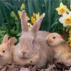 HUACAN Diamond Painting Kit – Bunny Rabbit – photo 2