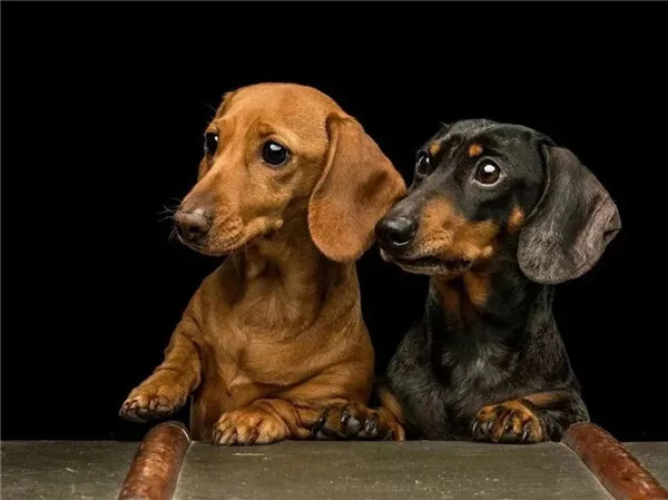 Puppies on a Ledge