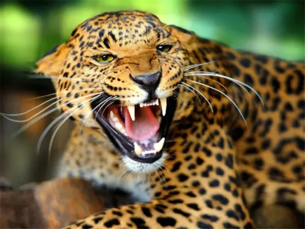 Snarling Leopard Close-Up
