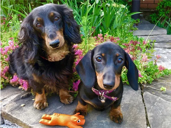 Garden Pups with a Toy