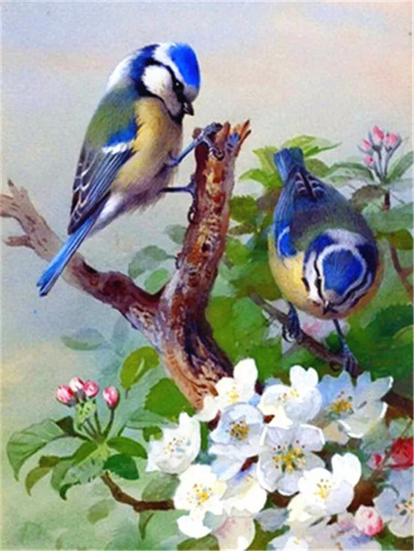 Blue Tits in Apple Blossoms