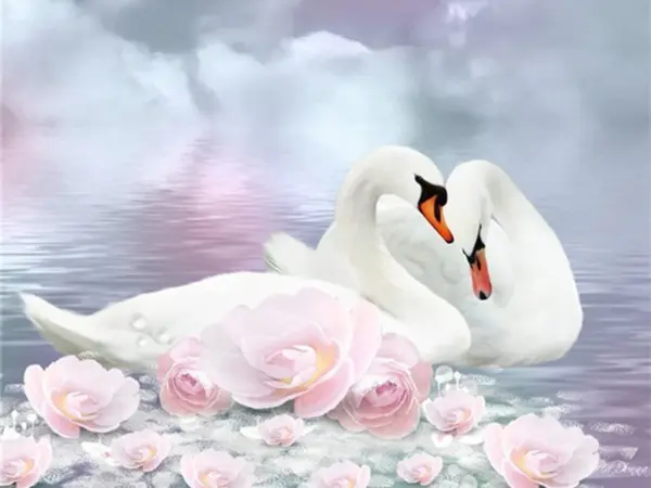 Pink Rose Swans
