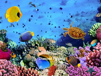 Reef Turtle Encounter