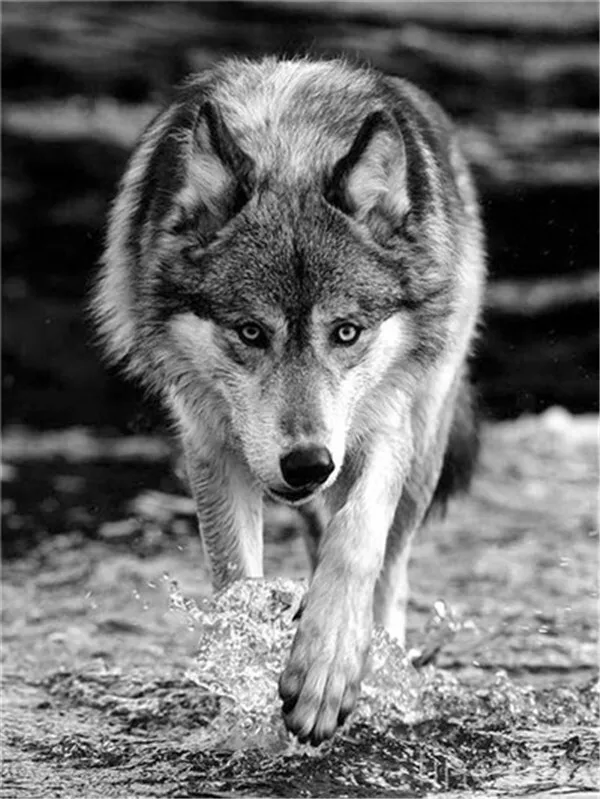 Wolf Wading Upstream