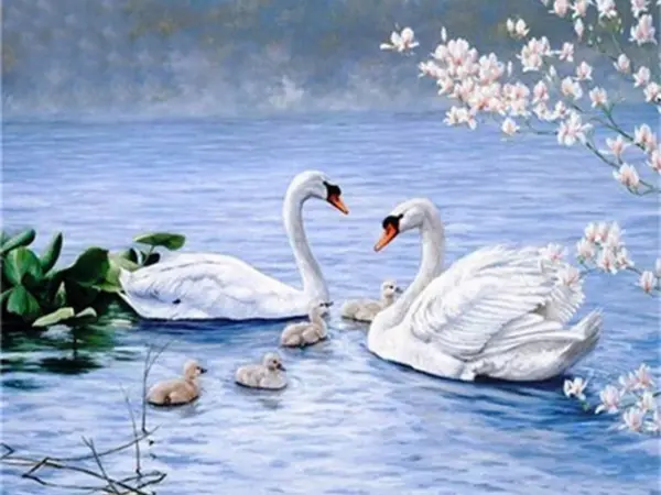 Swan Family with Cygnets