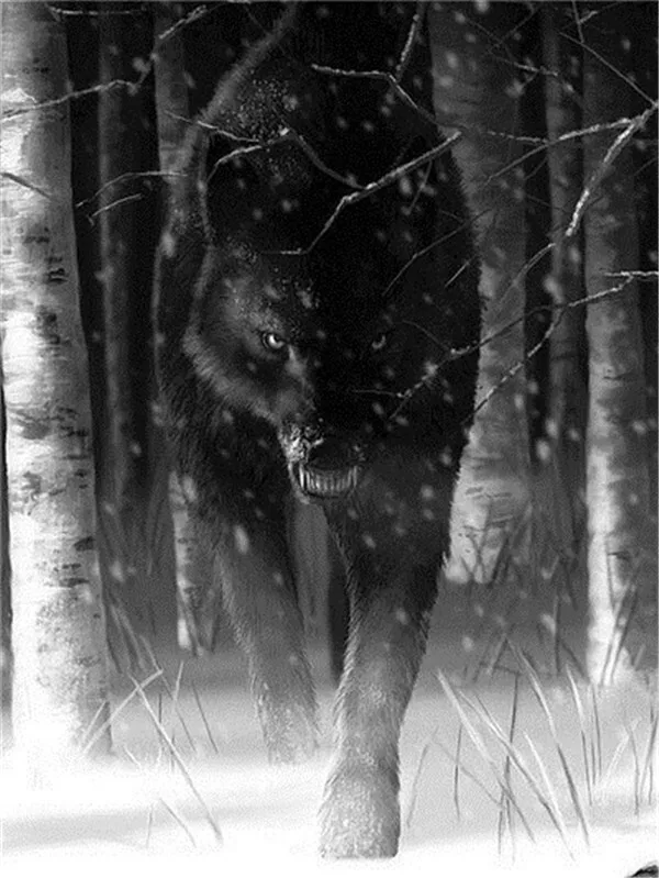 Black Wolf in Snowstorm