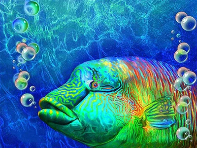 Rainbow Wrasse Bubbles