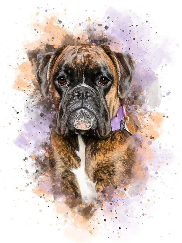 Brindle Boxer Portrait