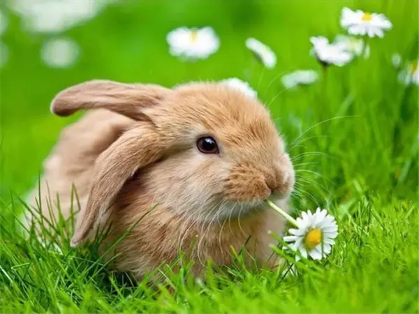 Bunny Nibbling a Daisy