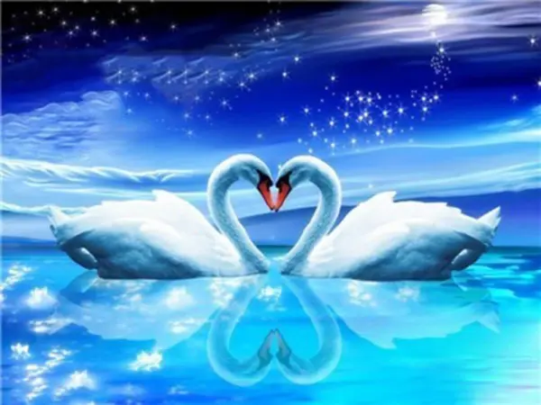 Starry Night Swans