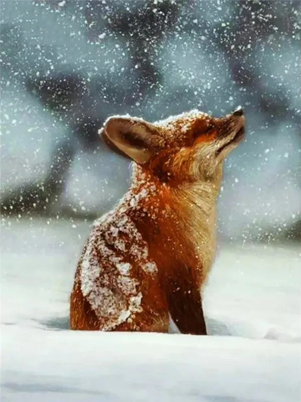 Fox Catching Snowflakes