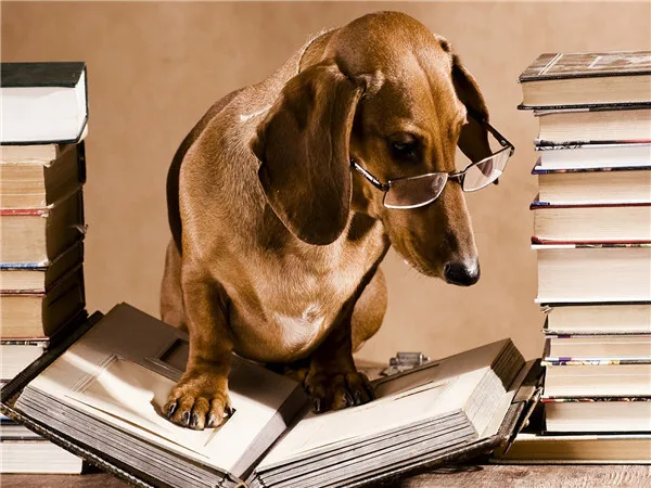 Bookworm Dachshund