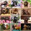 HUACAN Diamond Painting Kit – Dachshund Dog