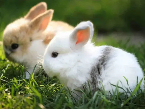 Two Bunnies in Green Grass