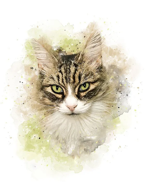 Serious Tabby Stare