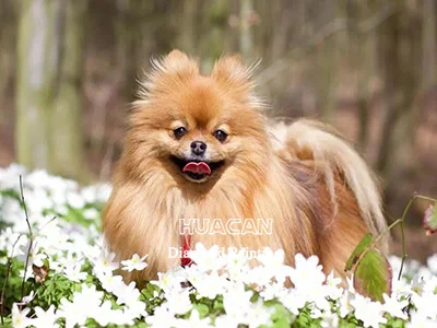 Woodland Flower Puppy