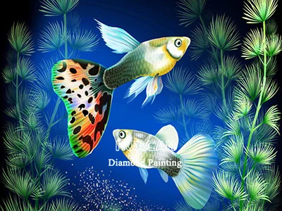Ornamental Fantail Fish