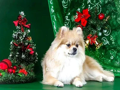 Puppy at Christmas Tree