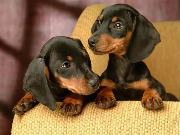 Puppies on the Armchair