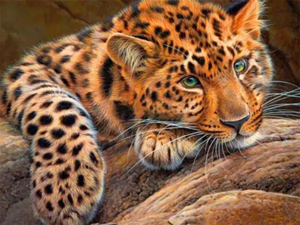 Resting Leopard Cub