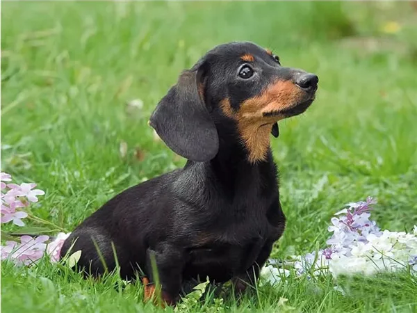 Pup in the Meadow