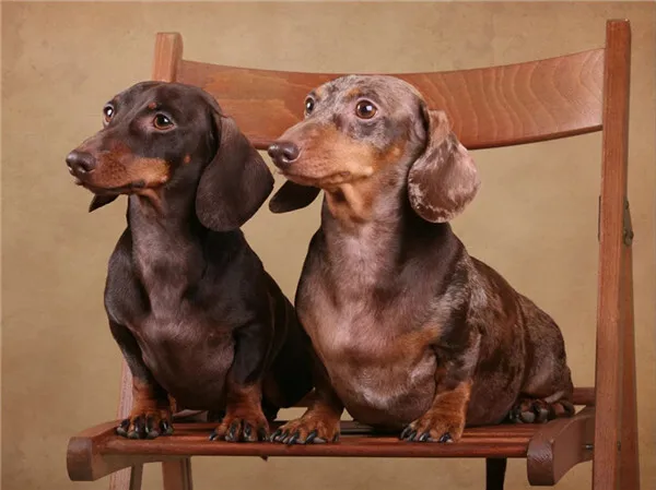 Dachshund Duo on a Chair