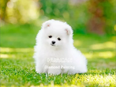White Puppy Sitting in Grass
