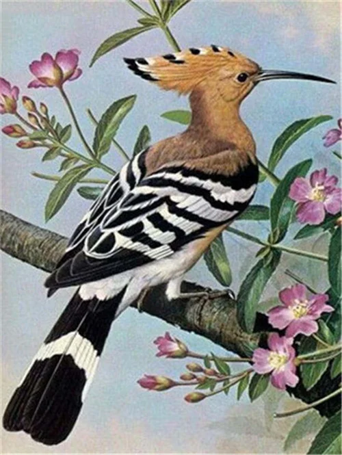 Hoopoe in Bloom