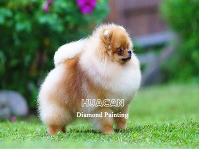 Puppy on the Lawn