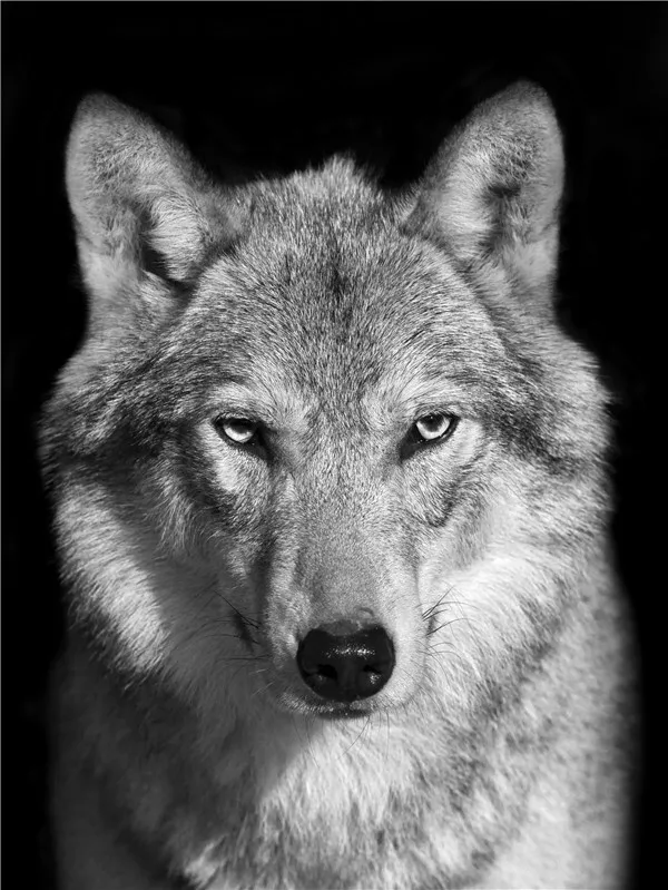 Wolf Portrait in the Dark