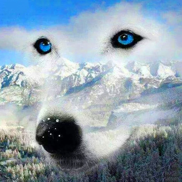 Snowy Mountain Wolf Eyes