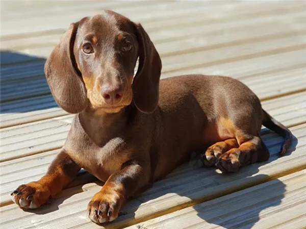 Puppy on the Deck