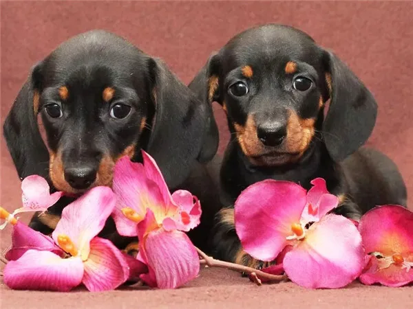 Puppies with Pink Orchids
