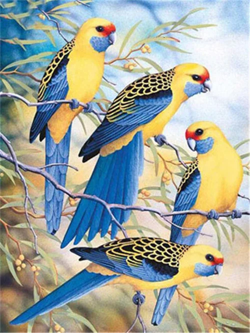 Rosella Parrots on Branch