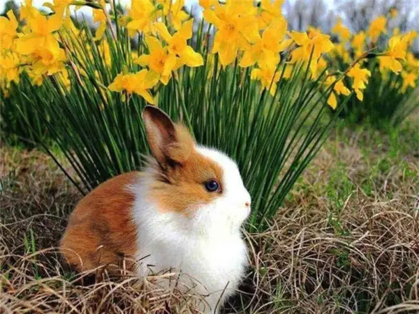 Bunny Before Daffodils