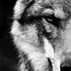 HUACAN Diamond Painting Kit – Monochrome Wolf – photo 2